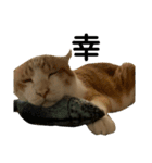 ねこのベビー2（個別スタンプ：16）