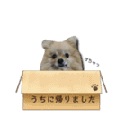 主婦の友！ポメラニアンと黒猫（個別スタンプ：8）