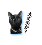 主婦の友！ポメラニアンと黒猫（個別スタンプ：12）