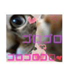 Johnny ＆ Chocola ❼（個別スタンプ：12）