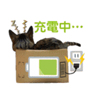 Johnny ＆ Chocola ❼（個別スタンプ：27）