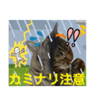 Johnny ＆ Chocola ❼（個別スタンプ：31）