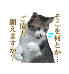 オフィスで使おう！キジ白ばぁば（個別スタンプ：1）