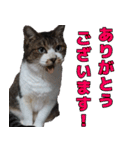 オフィスで使おう！キジ白ばぁば（個別スタンプ：2）