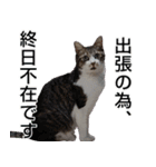 オフィスで使おう！キジ白ばぁば（個別スタンプ：3）