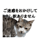 オフィスで使おう！キジ白ばぁば（個別スタンプ：4）