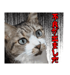 オフィスで使おう！キジ白ばぁば（個別スタンプ：5）