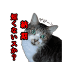 オフィスで使おう！キジ白ばぁば（個別スタンプ：6）