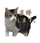 オフィスで使おう！キジ白ばぁば（個別スタンプ：8）