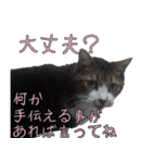 オフィスで使おう！キジ白ばぁば（個別スタンプ：9）