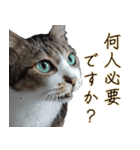 オフィスで使おう！キジ白ばぁば（個別スタンプ：12）