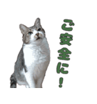 オフィスで使おう！キジ白ばぁば（個別スタンプ：13）