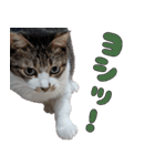 オフィスで使おう！キジ白ばぁば（個別スタンプ：14）