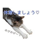 オフィスで使おう！キジ白ばぁば（個別スタンプ：15）