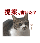 オフィスで使おう！キジ白ばぁば（個別スタンプ：16）