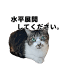 オフィスで使おう！キジ白ばぁば（個別スタンプ：19）