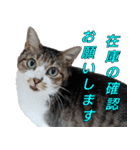 オフィスで使おう！キジ白ばぁば（個別スタンプ：20）