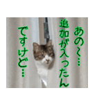 オフィスで使おう！キジ白ばぁば（個別スタンプ：21）