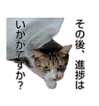 オフィスで使おう！キジ白ばぁば（個別スタンプ：22）