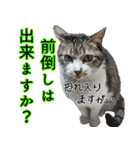 オフィスで使おう！キジ白ばぁば（個別スタンプ：23）