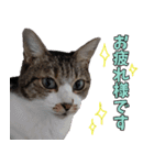 オフィスで使おう！キジ白ばぁば（個別スタンプ：24）