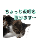 オフィスで使おう！キジ白ばぁば（個別スタンプ：25）
