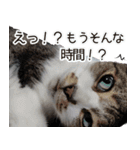 オフィスで使おう！キジ白ばぁば（個別スタンプ：26）
