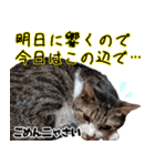 オフィスで使おう！キジ白ばぁば（個別スタンプ：27）