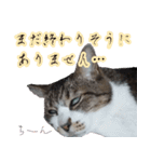 オフィスで使おう！キジ白ばぁば（個別スタンプ：28）