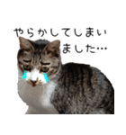 オフィスで使おう！キジ白ばぁば（個別スタンプ：29）
