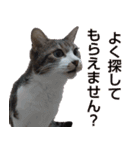 オフィスで使おう！キジ白ばぁば（個別スタンプ：30）