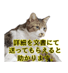 オフィスで使おう！キジ白ばぁば（個別スタンプ：33）