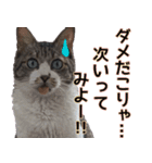 オフィスで使おう！キジ白ばぁば（個別スタンプ：34）