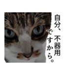 オフィスで使おう！キジ白ばぁば（個別スタンプ：35）