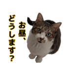 オフィスで使おう！キジ白ばぁば（個別スタンプ：36）
