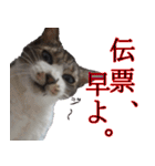 オフィスで使おう！キジ白ばぁば（個別スタンプ：38）