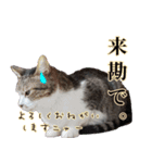 オフィスで使おう！キジ白ばぁば（個別スタンプ：39）