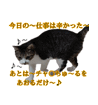 オフィスで使おう！キジ白ばぁば（個別スタンプ：40）