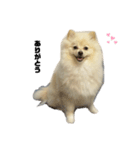 montarou.（個別スタンプ：8）
