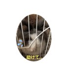 まんじろうのまんじろう（個別スタンプ：15）