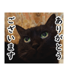 黒猫クーちゃんあいさつスタンプ（個別スタンプ：1）
