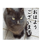 黒猫クーちゃんあいさつスタンプ（個別スタンプ：2）