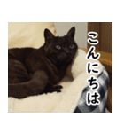 黒猫クーちゃんあいさつスタンプ（個別スタンプ：3）