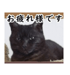 黒猫クーちゃんあいさつスタンプ（個別スタンプ：5）