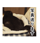 黒猫クーちゃんあいさつスタンプ（個別スタンプ：6）