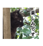黒猫クーちゃんあいさつスタンプ（個別スタンプ：8）