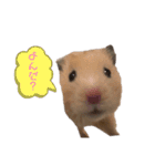 ハムちゃんちゃんズ（個別スタンプ：1）