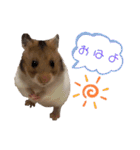 ハムちゃんちゃんズ（個別スタンプ：7）