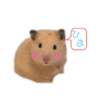 ハムちゃんちゃんズ（個別スタンプ：10）