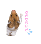 ハムちゃんちゃんズ（個別スタンプ：15）